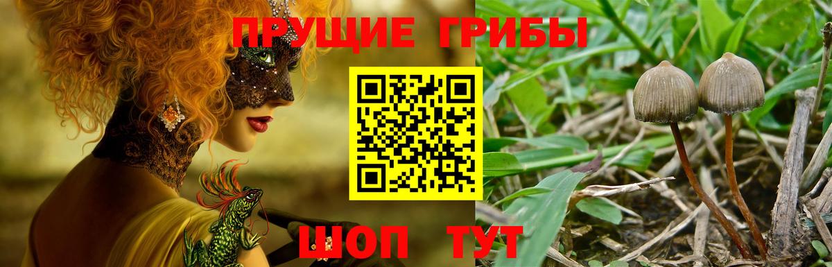 Псилоцибиновые грибы Psilocybe  Вход с VPN  Краснокаменск 